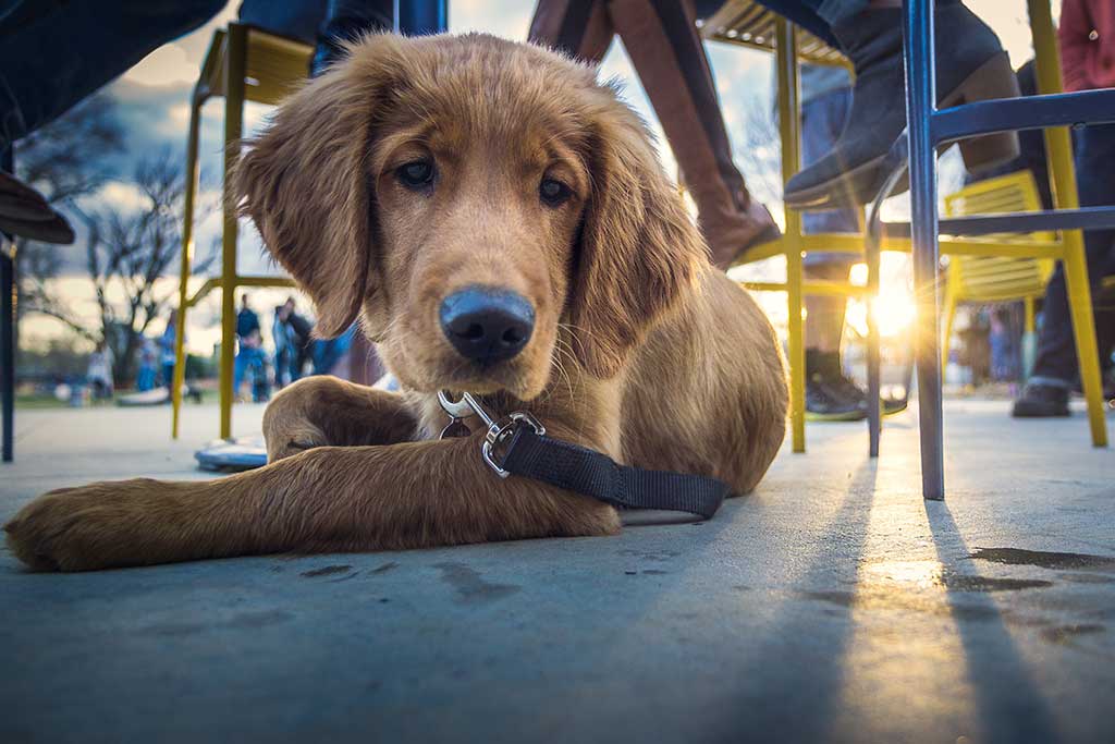 Dog relaxing under table