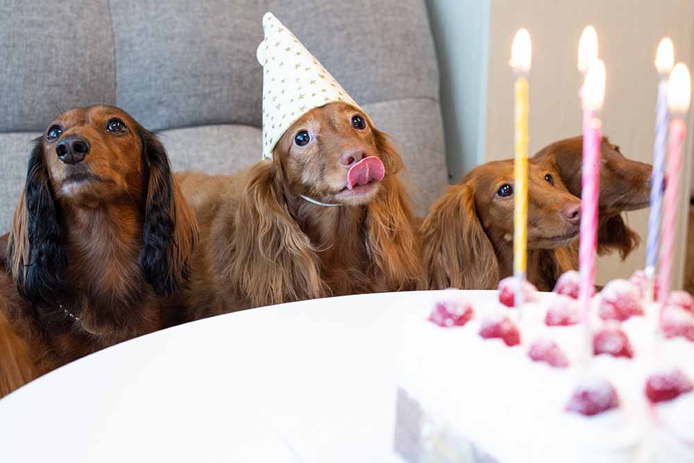 Four sausage dogs at a birthday party