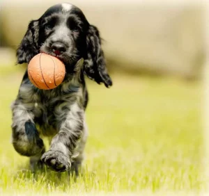 Dog running in grass with a ball