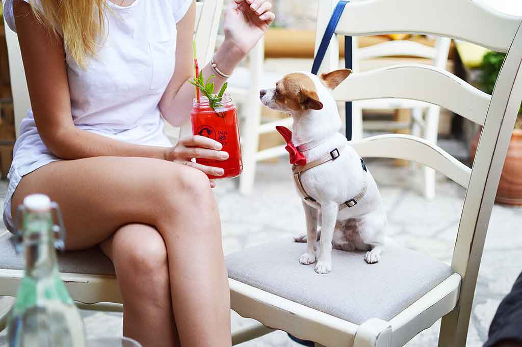 Dog and owner sitting in a bar