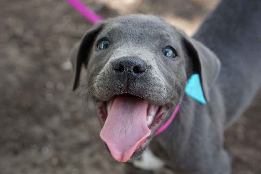 Puppy smiling at camera