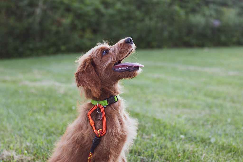 Dog looking up in a park