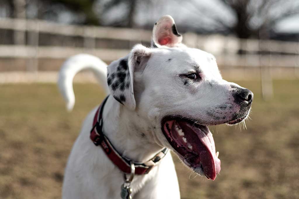 White dog smiling at camera