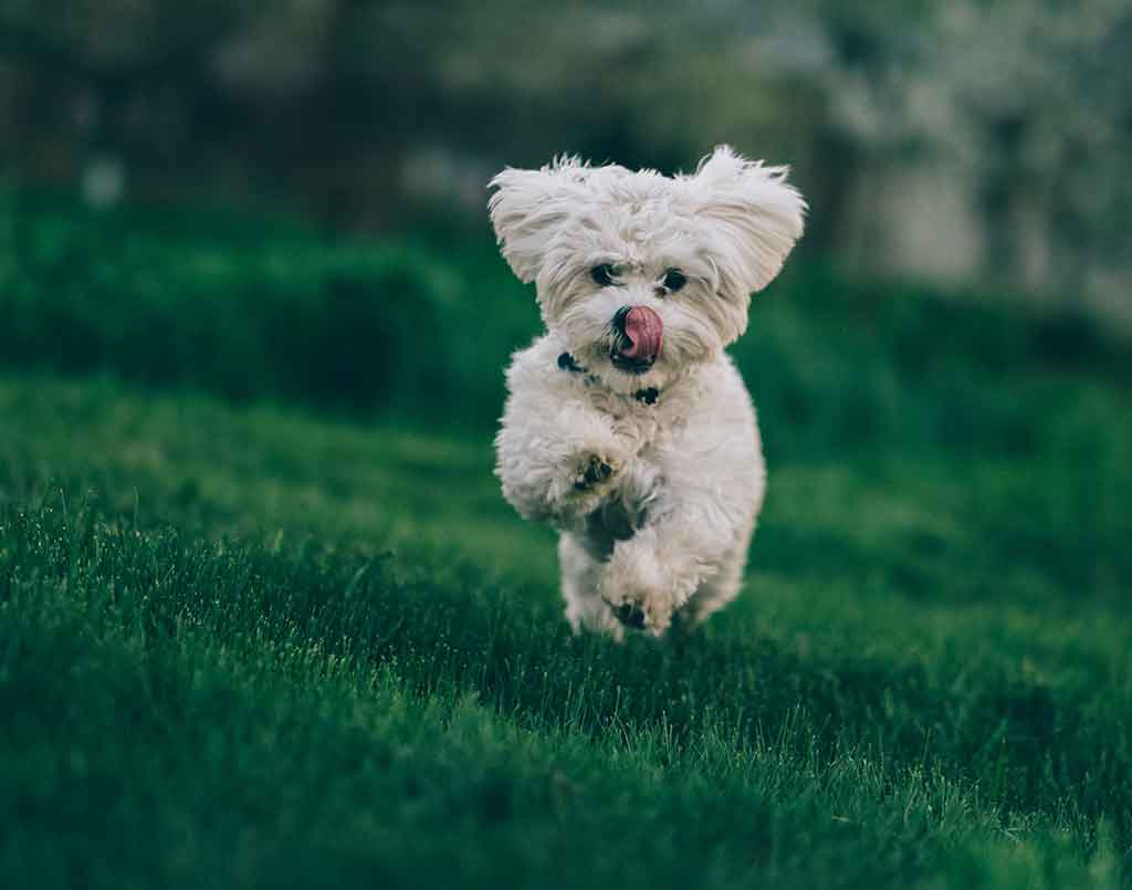 White dog running in the grass