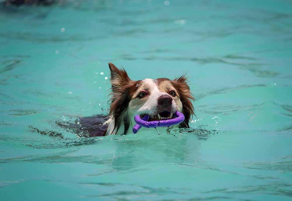 Dog swimming in water