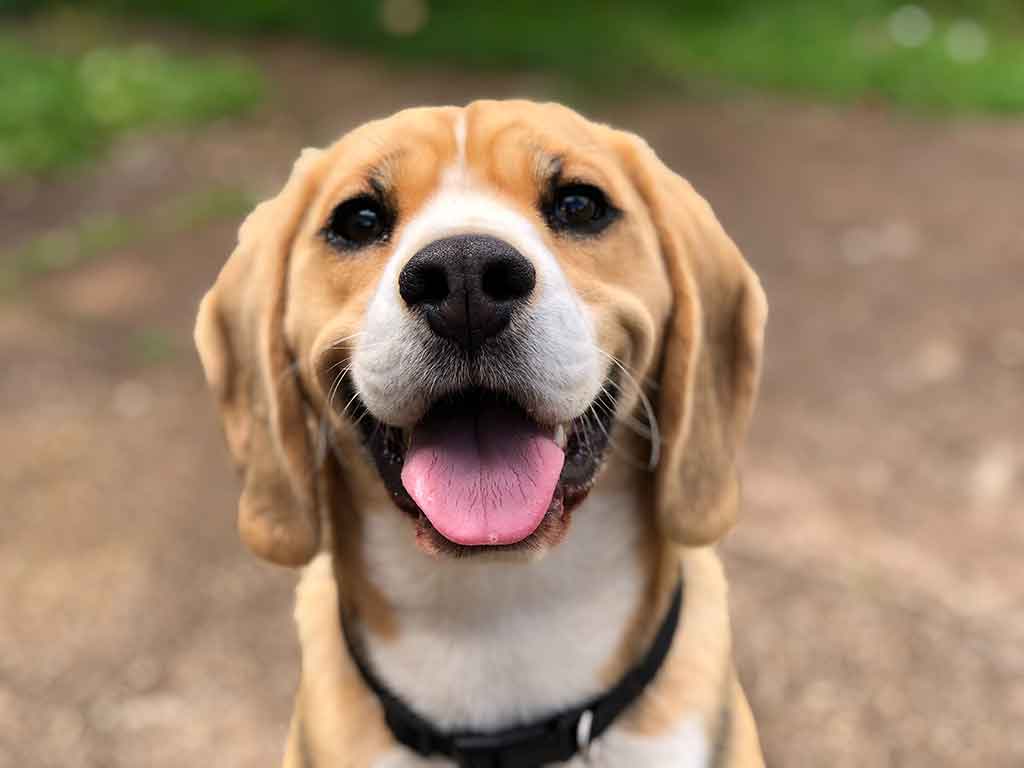 Dog smiling into camera