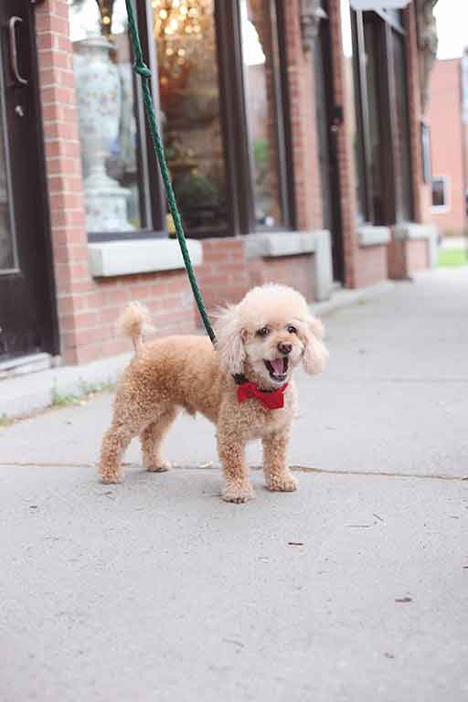 Smiling dog going for a walk