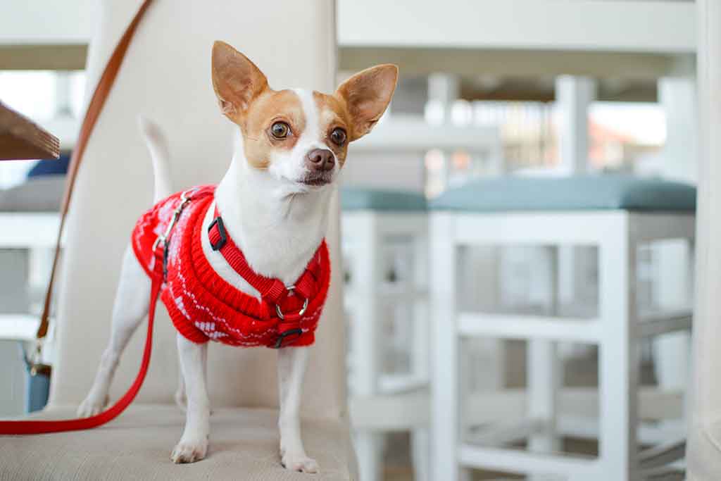 Dog sitting in a cafe