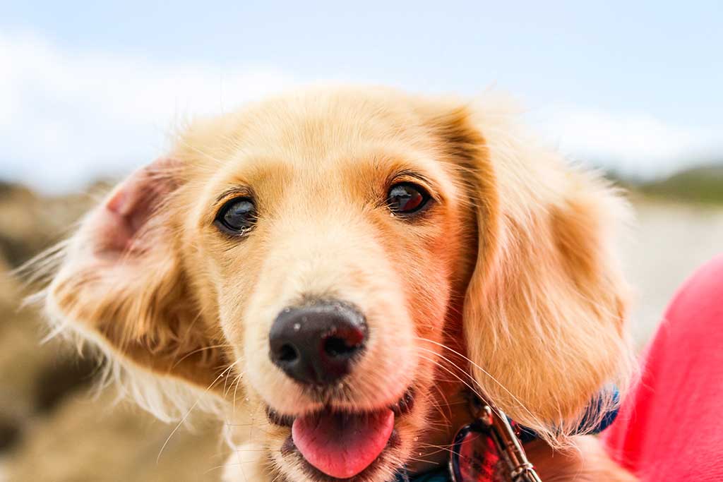 Brown dog looking at camera