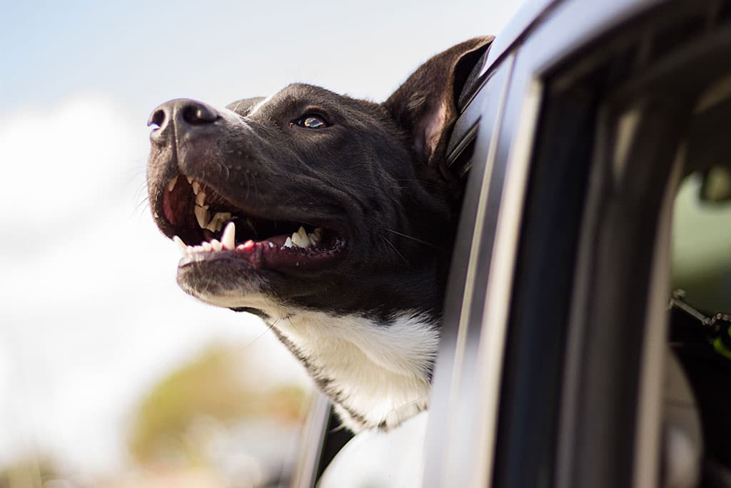 Dog looking out a car window