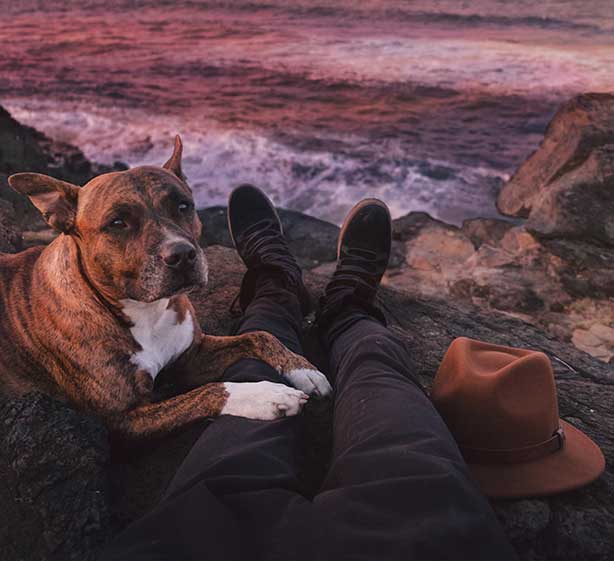 Dog with owner sitting on a cliff by the ocean