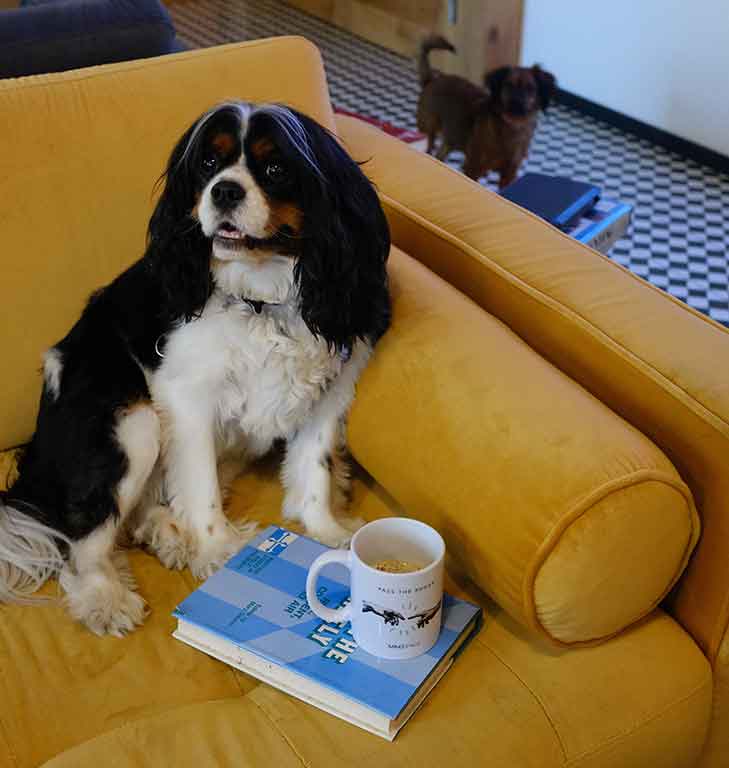 Dog sitting on sofa with a cup