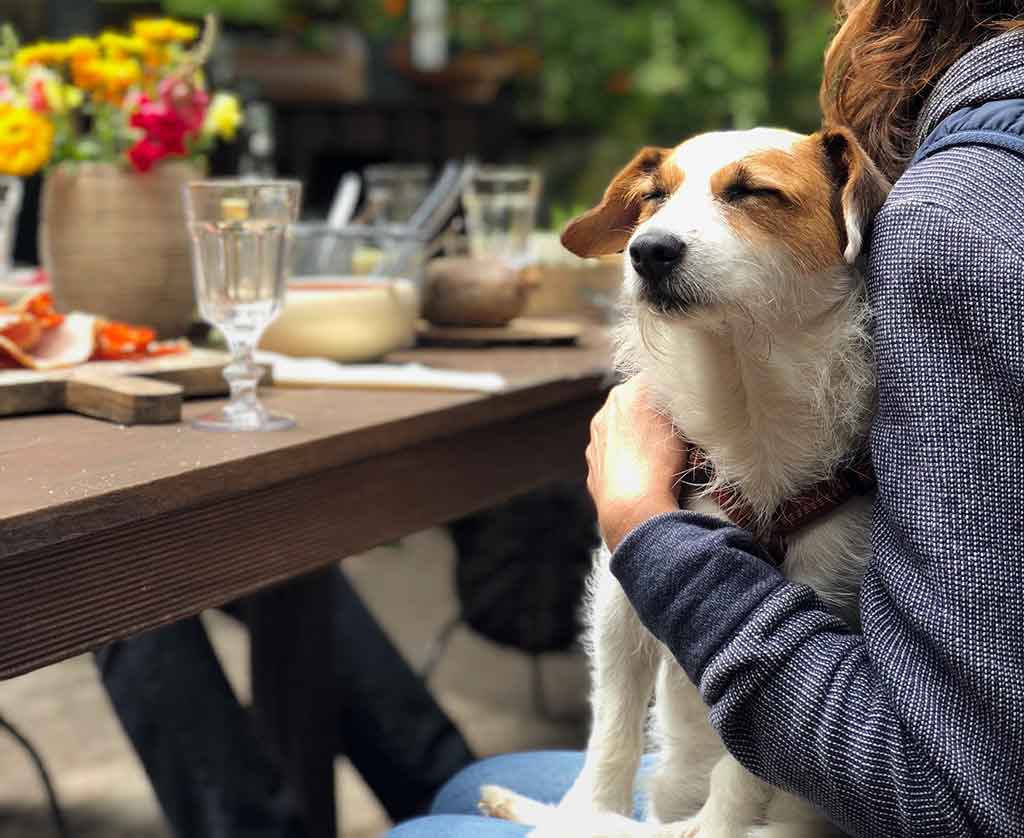 Dog sitting on lap of owner in a dog-friendly cafe in Perth