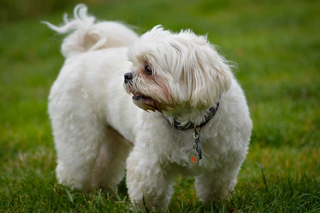 White dog standing in green grass