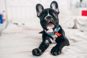 Small dog looking surprised