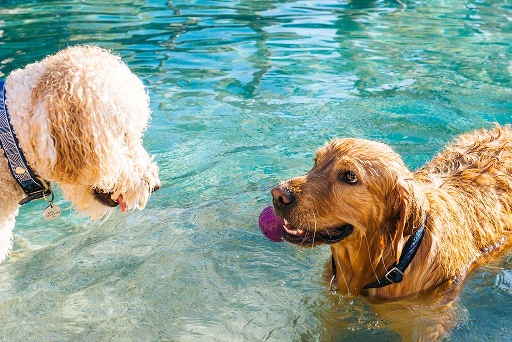 Two dogs playing in water