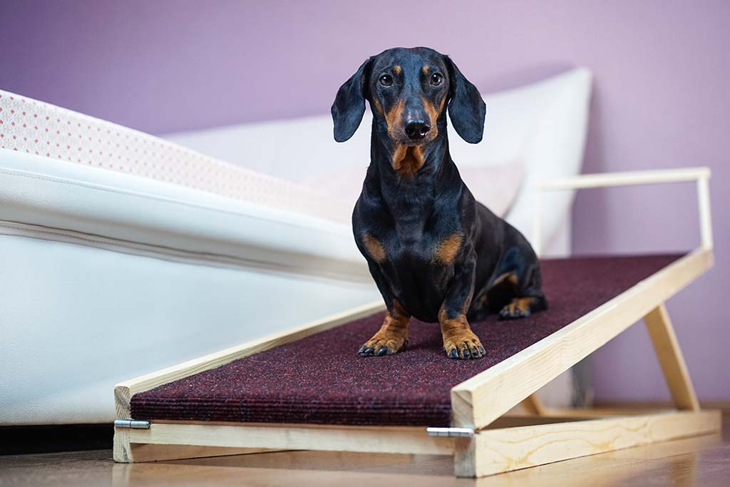 Best ramp for clearance dachshund