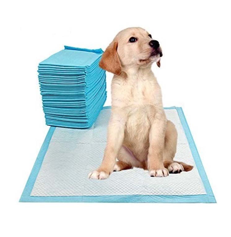 How to get puppy to use puppy pad best sale