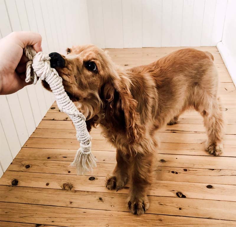 Dog playing with rope toy