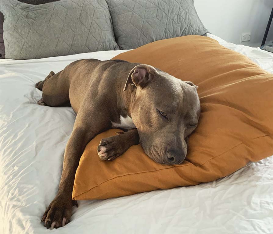 Dog sleeping on dog pillow