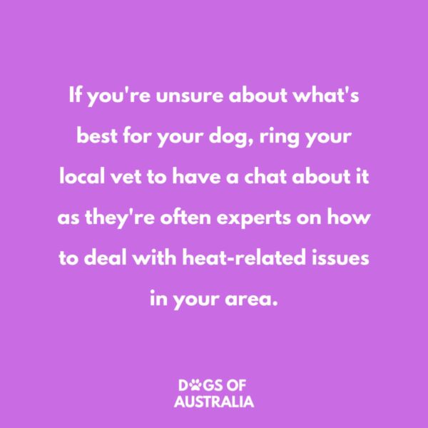 Hot Weather How Hot Is Too Hot For Dogs? (9+ Questions Answered)