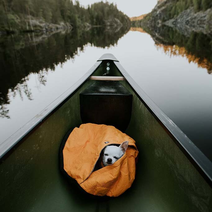 Dog on a kayak inside a sleeping bag