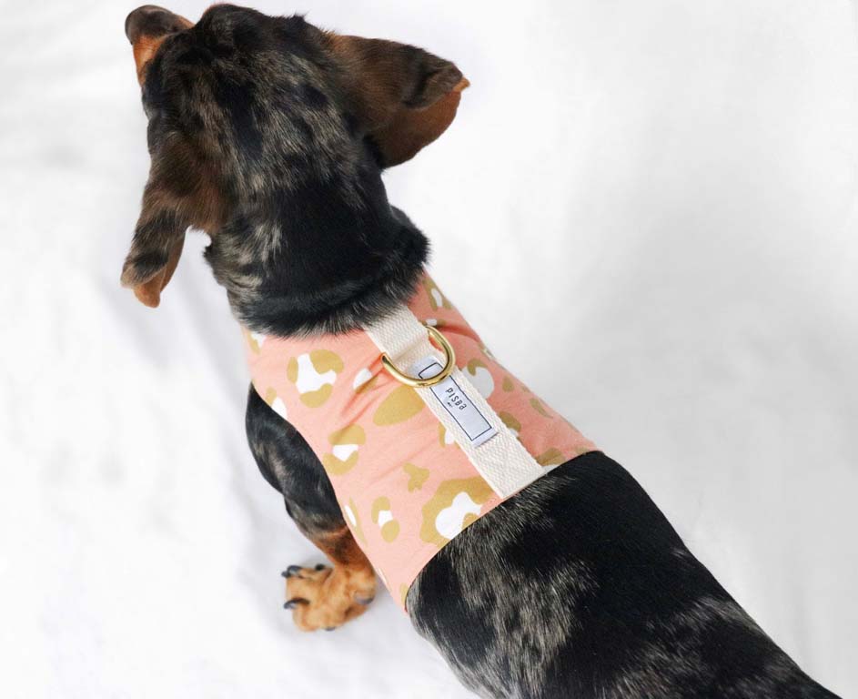 9 Sausage Dog Outfits You Need To See