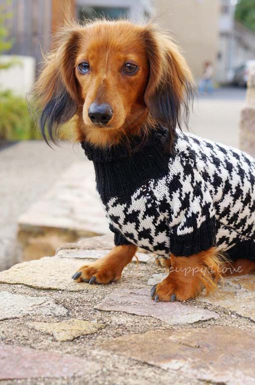 Sausage dog wearing sweater outfit