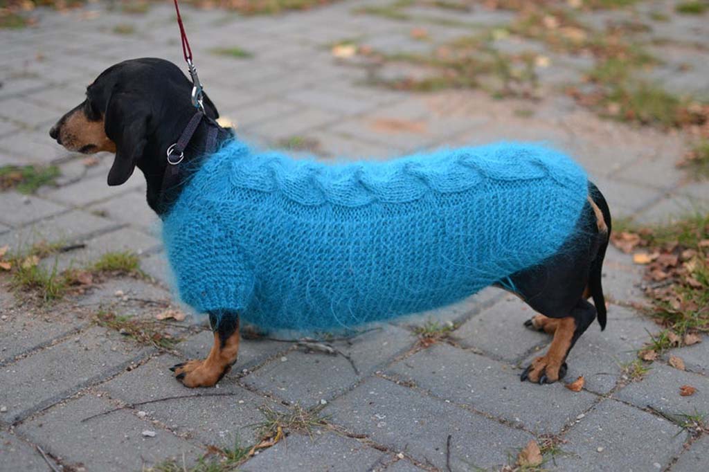 Sausage dog wearing winter outfit