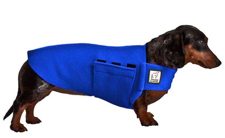 Sausage dog wearing fleece outfit