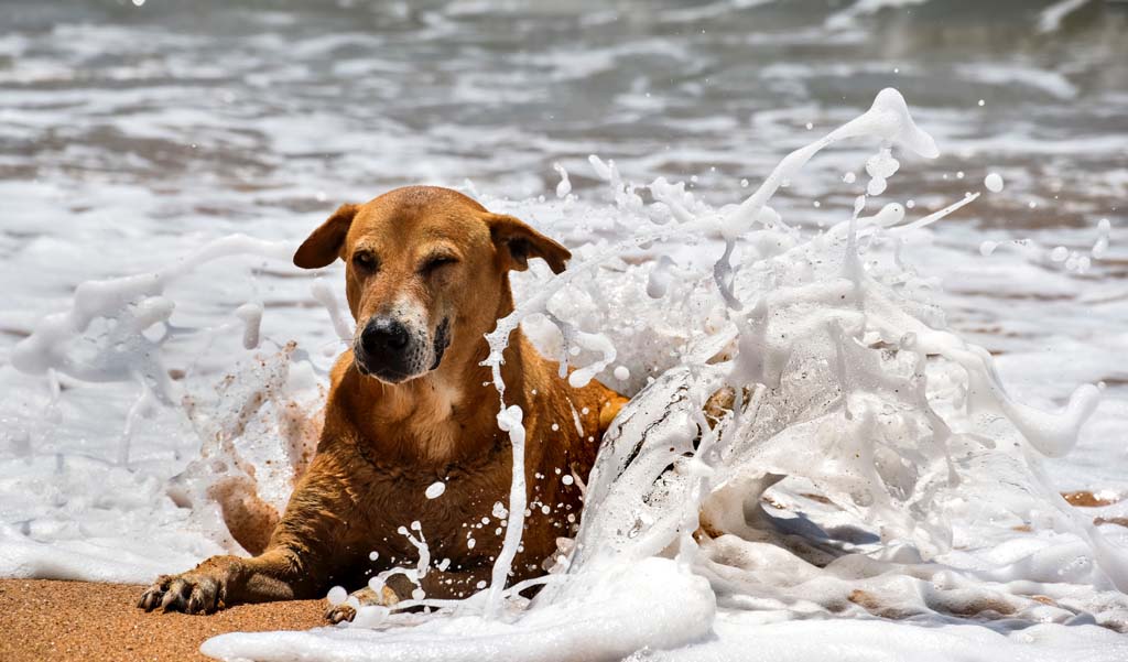 Dog relaxing on the beach