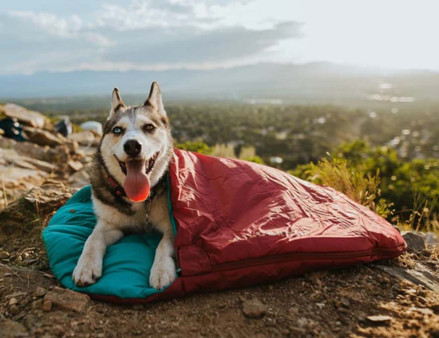 A dog in a sleeping bag from the brand Wilder Dog