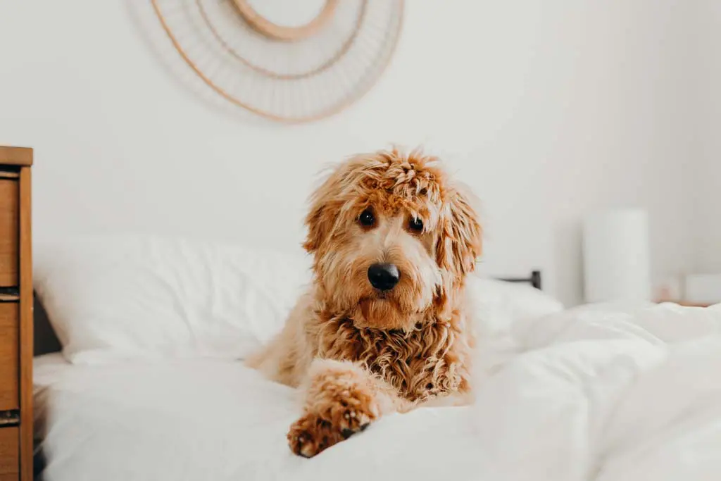 Dog relaxing on bed
