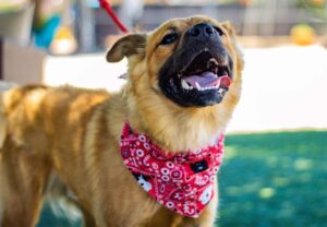 Dog wearing a bandana