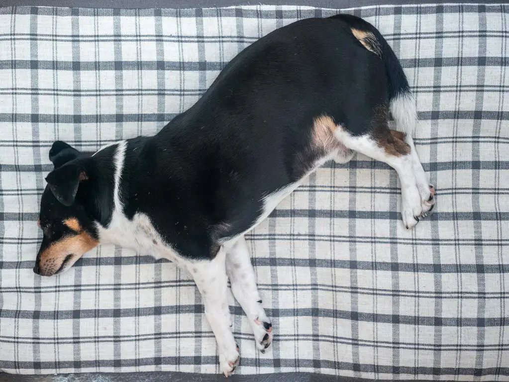 dog lying on dog bed