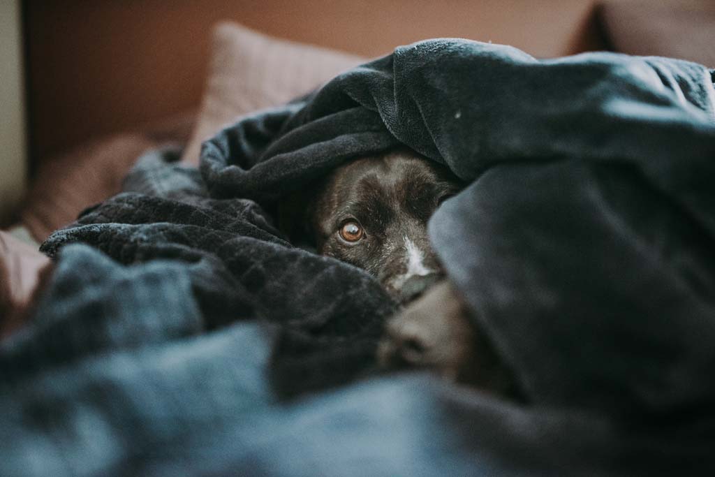 Dog peeking out under covers, cave