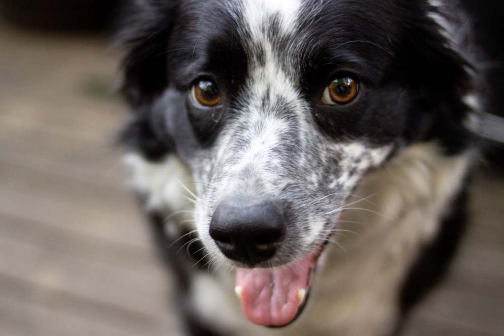 Border collie clearance presents