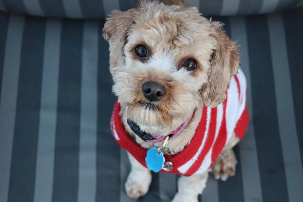 dog wearing a dog tag