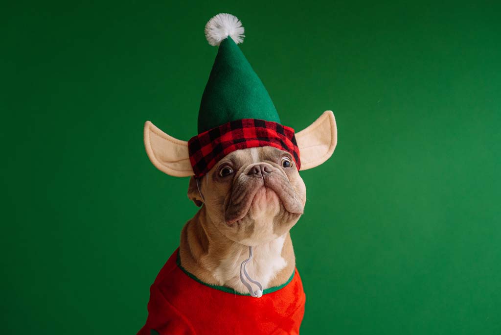 Dog posing for christmas