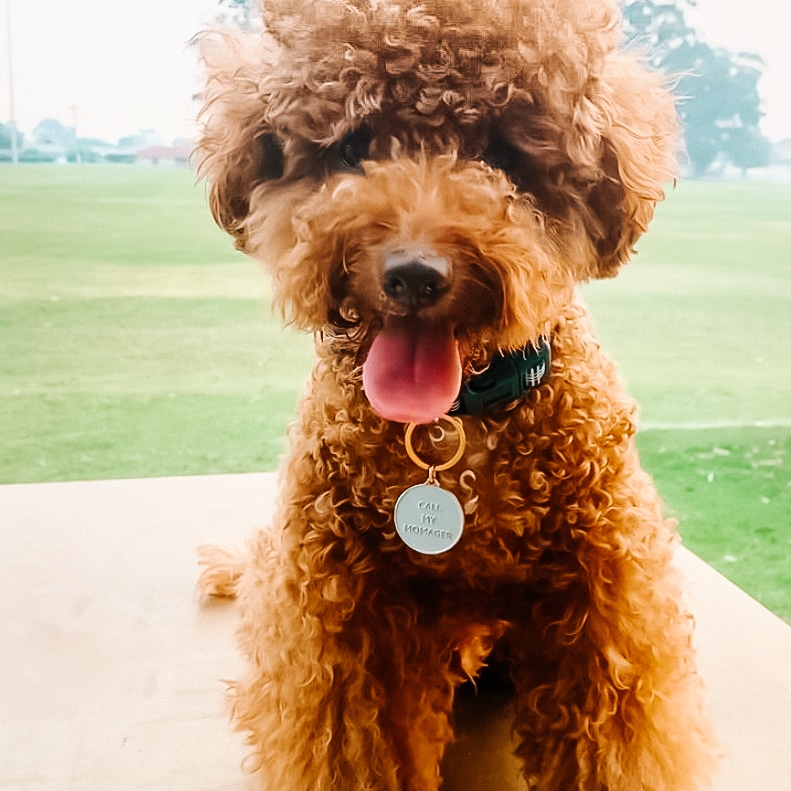 Dog wearing blue dog tag in "Call my Momager" design