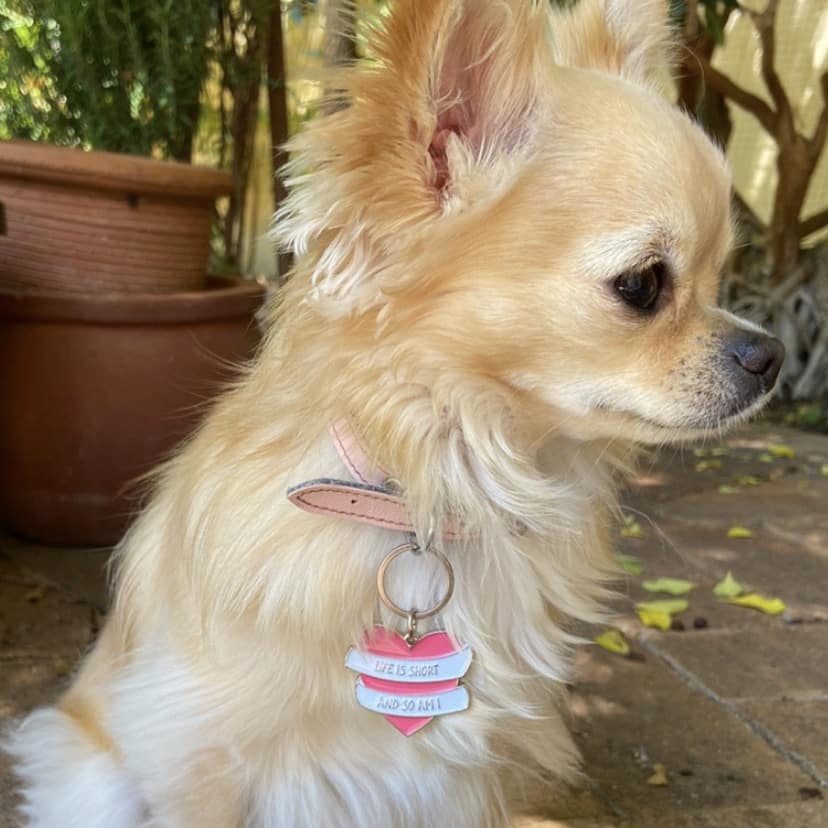 Dog wearing pink heart-shaped dog tag in "Life is short" design