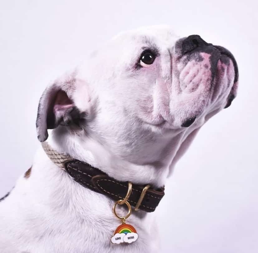 Dog wearing rainbow-shaped dog tag in "Love wins" design