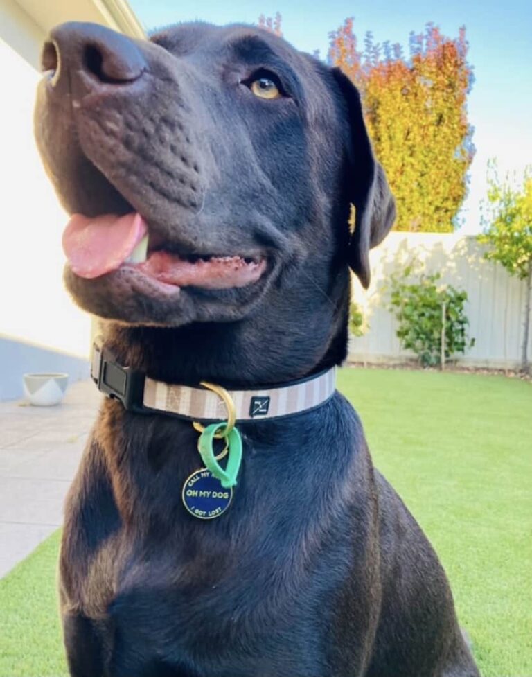 6+ Unique Dog Tags With Free Engraving From Brisbane