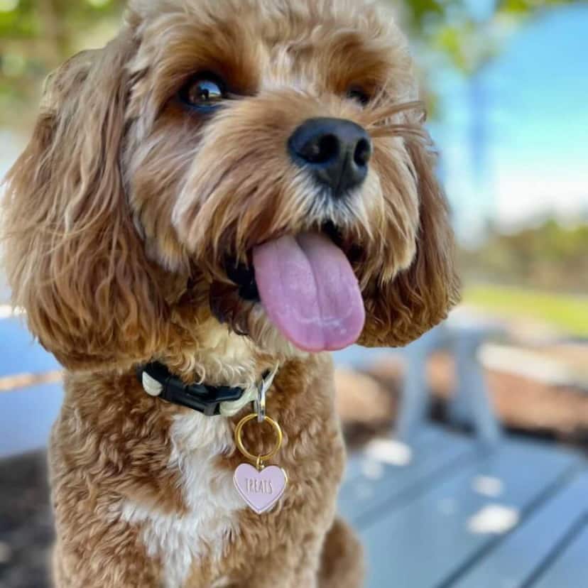 Dog wearing pink heart-shaped dog tag in "Treats" design