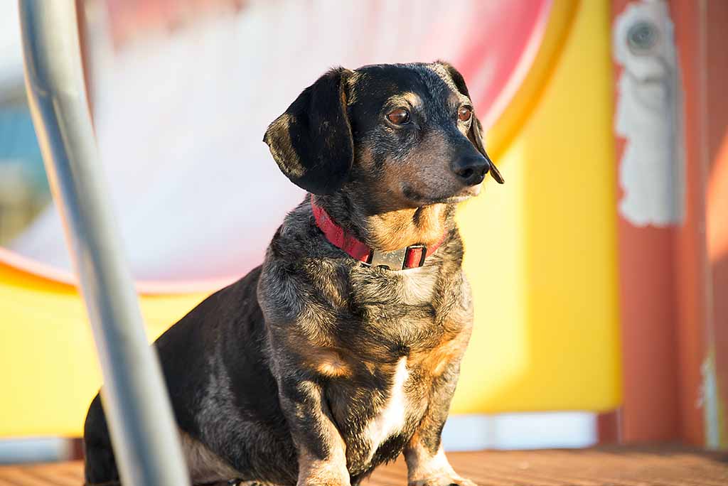 dog wearing a red collar