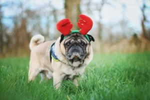 Pug wearing plush antlers