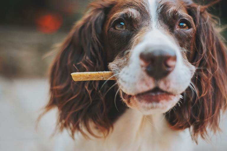 Dog holding a treat