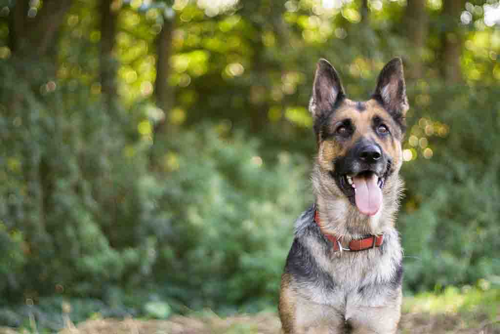 German shepherd dog