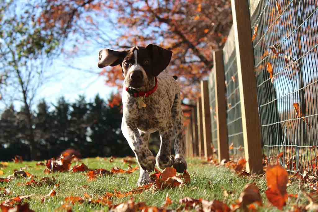 Dog running on grass in large pen
