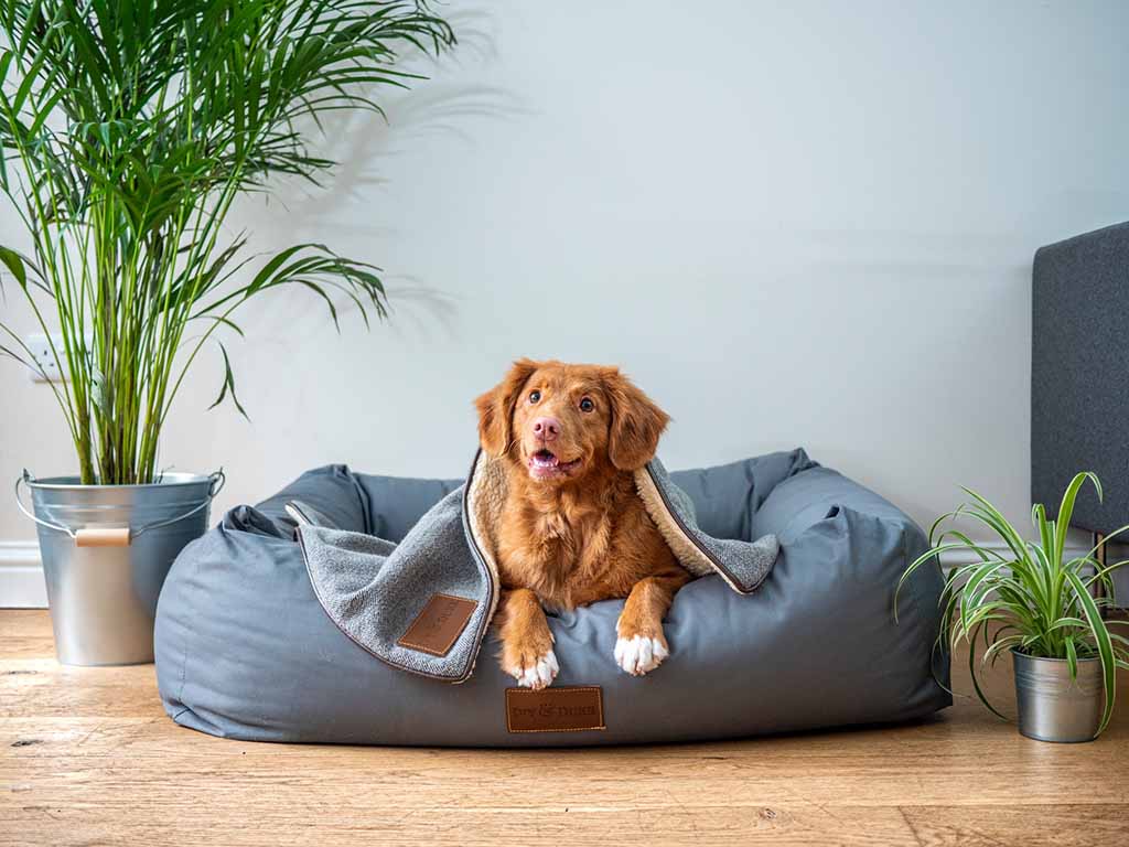 7 Large Dog Bed Ideas For Australian Dogs Extra Large Beds